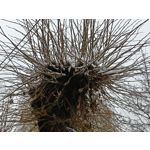 Zdjęcia użytkowników Oppo A6 Pro 5G CPH2781