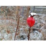 Zdjęcia użytkowników Oppo A6 Pro 5G CPH2781