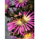 Zdjęcia użytkowników Oppo Find X8 Pro