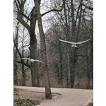 Zdjęcia użytkowników Oppo Find X8 Pro