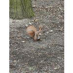 Zdjęcia użytkowników Oppo Find X8 Pro