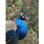 Zdjęcia użytkowników Oppo Find X8 Pro