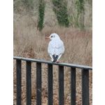 Zdjęcia użytkowników Oppo Find X8 Pro