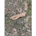 Zdjęcia użytkowników Oppo Find X8 Pro