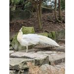 Zdjęcia użytkowników Oppo Find X8 Pro