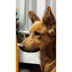 Zdjęcia użytkowników Oppo Find X8 Pro