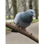 Zdjęcia użytkowników Oppo Find X8 Pro