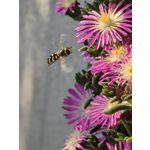 Zdjęcia użytkowników Oppo Find X8 Pro