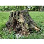 Zdjęcia użytkowników Oppo Find X8 Pro