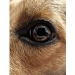 Zdjęcia użytkowników Oppo Find X8 Pro