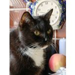 Zdjęcia użytkowników Oppo Find X8 Pro