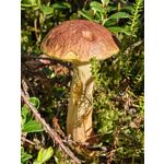 ZDJĘCIA Z TEGO TELEFONU