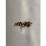 Zdjęcia użytkowników Oppo Find X8 Pro