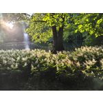 Zdjęcia użytkowników Oppo Find X8 Pro