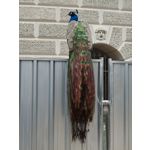 Zdjęcia użytkowników Oppo Find X8 Pro