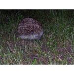 Zdjęcia użytkowników Oukitel K10000 Pro
