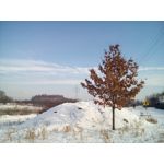 Zdjęcia użytkowników Oukitel K10000