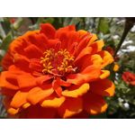 Zdjęcia użytkowników Oukitel WP35