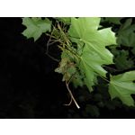 Zdjęcia użytkowników Oukitel WP35