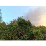 Zdjęcia użytkowników Oukitel WP35