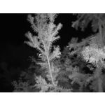 Zdjęcia użytkowników Oukitel WP35