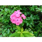 Zdjęcia użytkowników Oukitel WP35