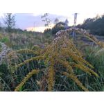 Zdjęcia użytkowników Oukitel WP35