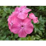 Zdjęcia użytkowników Oukitel WP35