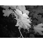 Zdjęcia użytkowników Oukitel WP35