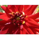 Zdjęcia użytkowników Oukitel WP35