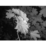 Zdjęcia użytkowników Oukitel WP35