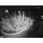 Zdjęcia użytkowników Oukitel WP35