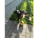 Zdjęcia użytkowników Oukitel WP39 Pro