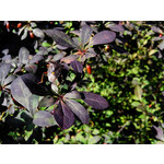 Zdjęcia użytkowników Overmax Vertis Aim Zdjęcia użytkowników Overmax Vertis Aim