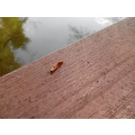 Zdjęcia użytkowników Overmax Vertis Aim Zdjęcia użytkowników Overmax Vertis Aim