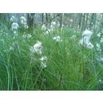 ZDJĘCIA Z TEGO TELEFONU