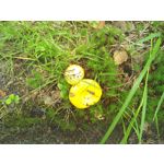 ZDJĘCIA Z TEGO TELEFONU