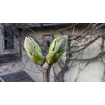 Zdjęcia użytkowników Overmax Vertis Plus