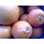 Zdjęcia użytkowników Philips Xenium E560