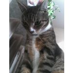 Zdjęcia użytkowników Philips Xenium E560