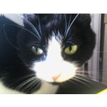 Zdjęcia użytkowników Philips Xenium E560