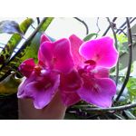 Zdjęcia użytkowników Philips Xenium E560