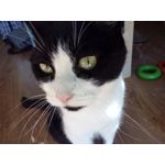 Zdjęcia użytkowników Philips Xenium i908