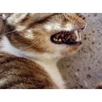 Zdjęcia użytkowników Philips Xenium i908