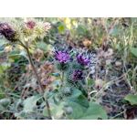 Zdjęcia użytkowników Philips Xenium i908