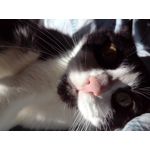 Zdjęcia użytkowników Philips Xenium i908