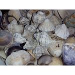 Zdjęcia użytkowników Philips Xenium i908