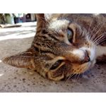 Zdjęcia użytkowników Philips Xenium i908