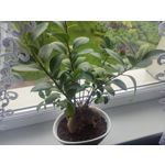 Zdjęcia użytkowników POCO X3 Pro