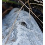 ZDJĘCIA Z TEGO TELEFONU